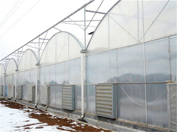 连栋薄膜温室