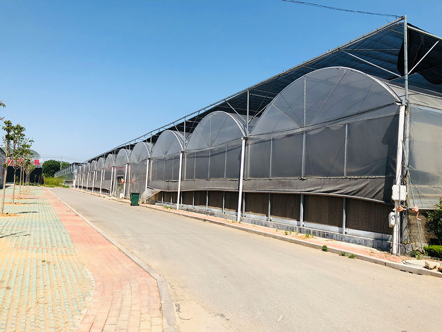 连栋薄膜温室