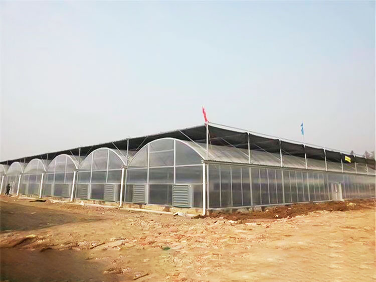 连栋薄膜温室